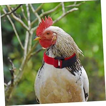 Amazon | NUSITOU 4個 首輪 雄鶏 首輪 鶏 カラス 首輪 鳴き声